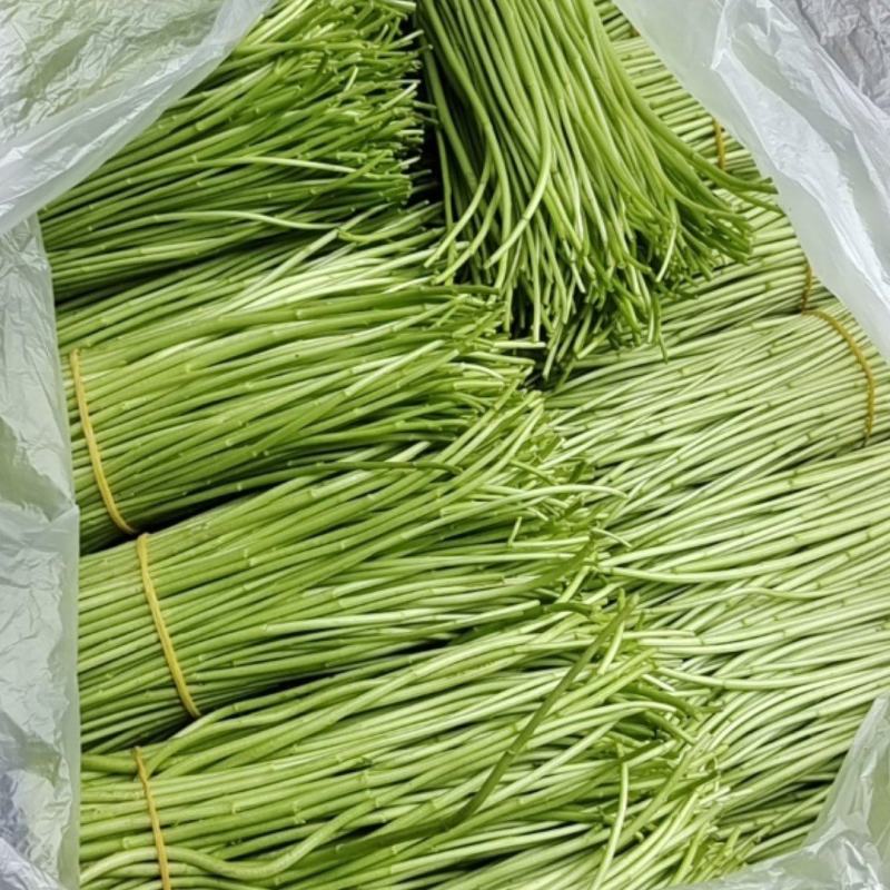 【精品】云南精品芦蒿对接电商市场商超等各类客户欢迎