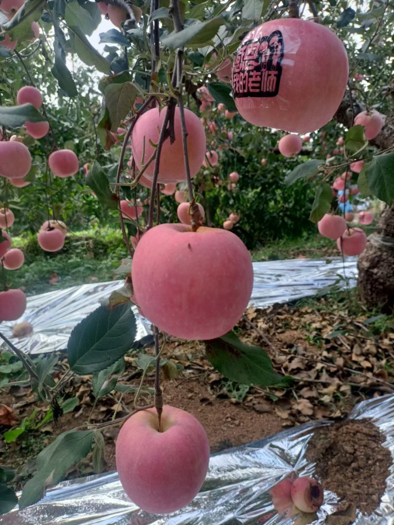 山东临沂苹果批发价格