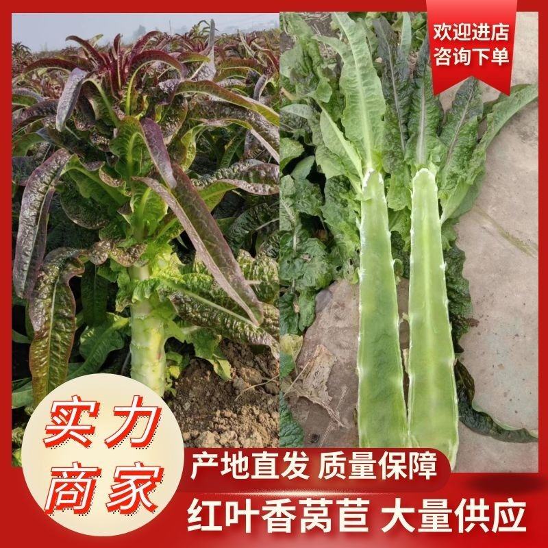 红尖叶莴笋、山东郯城优质叶菜，诚信共赢、欢迎来电咨询
