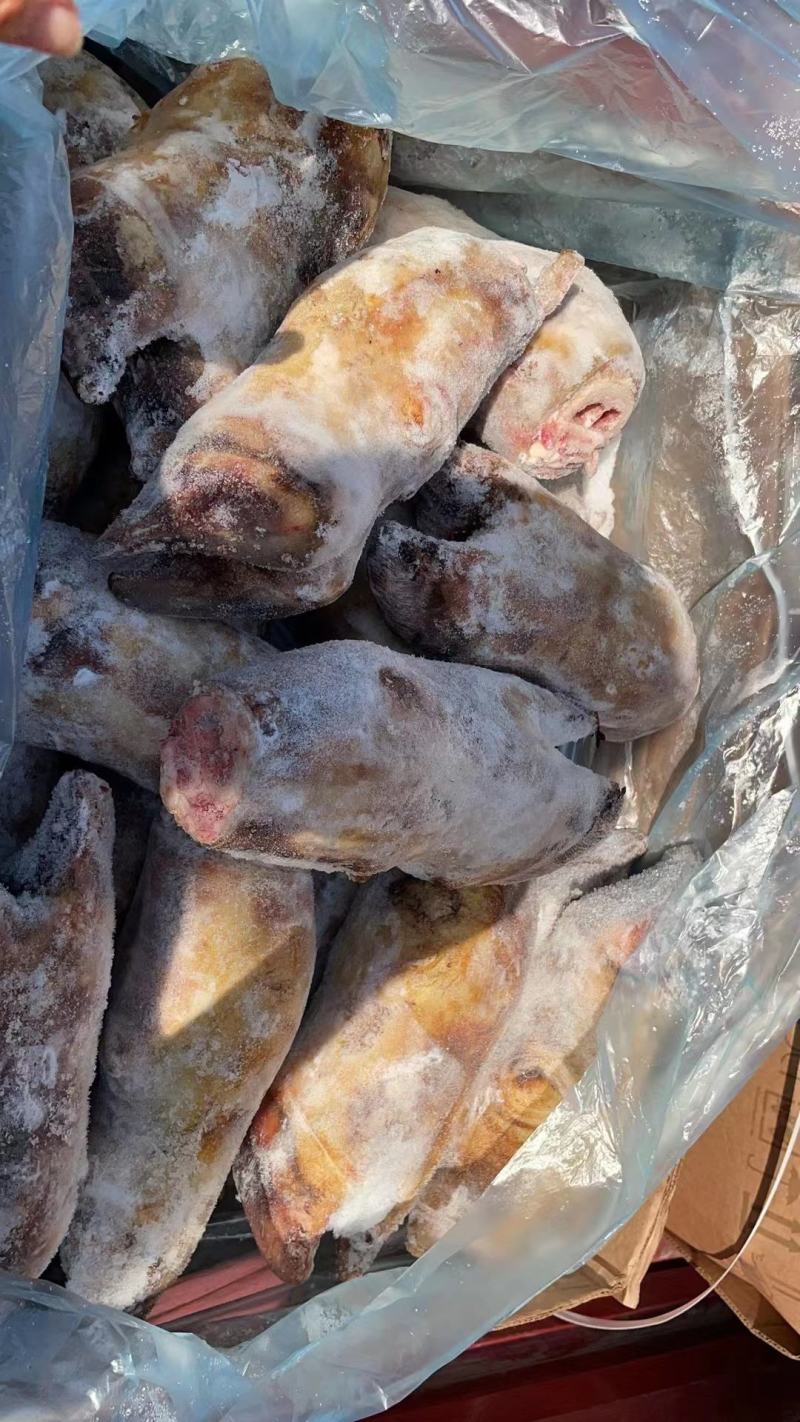 火烧牛蹄一件50斤，干净无毛江湖赶集地摊价格美丽