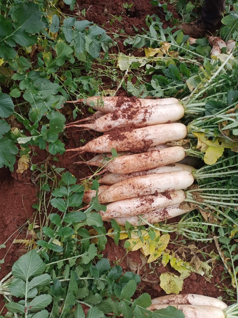 寻甸县白罗卜