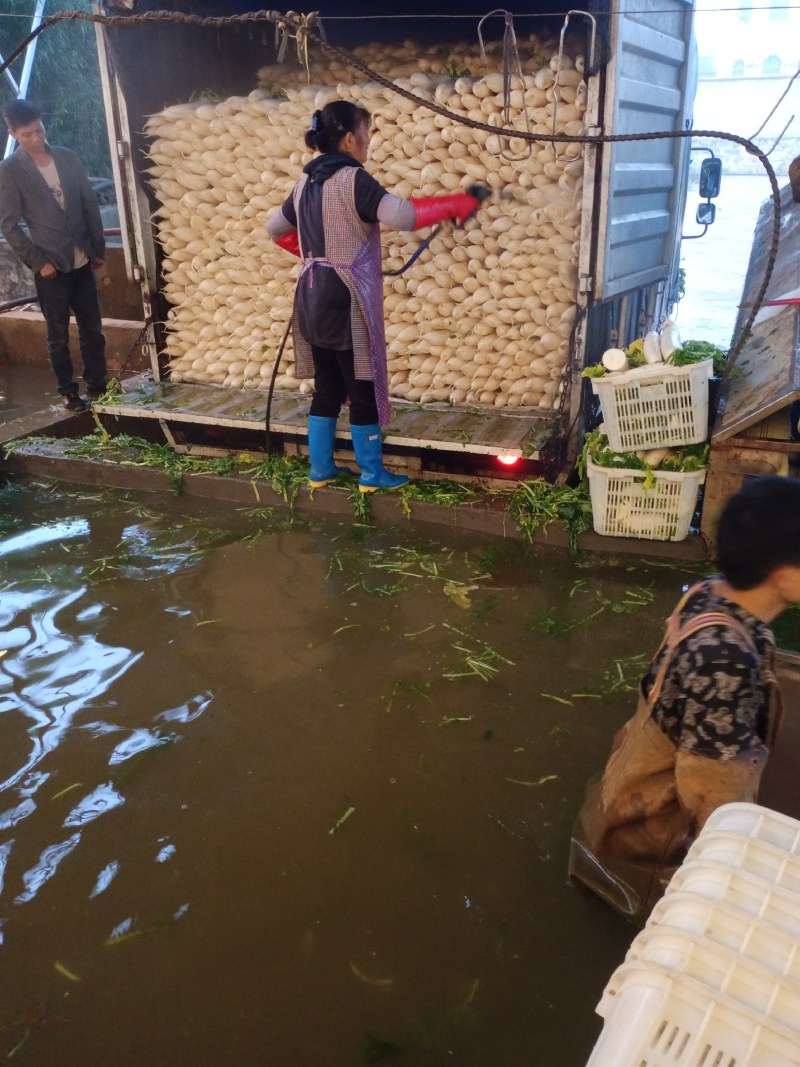 寻甸县白罗卜