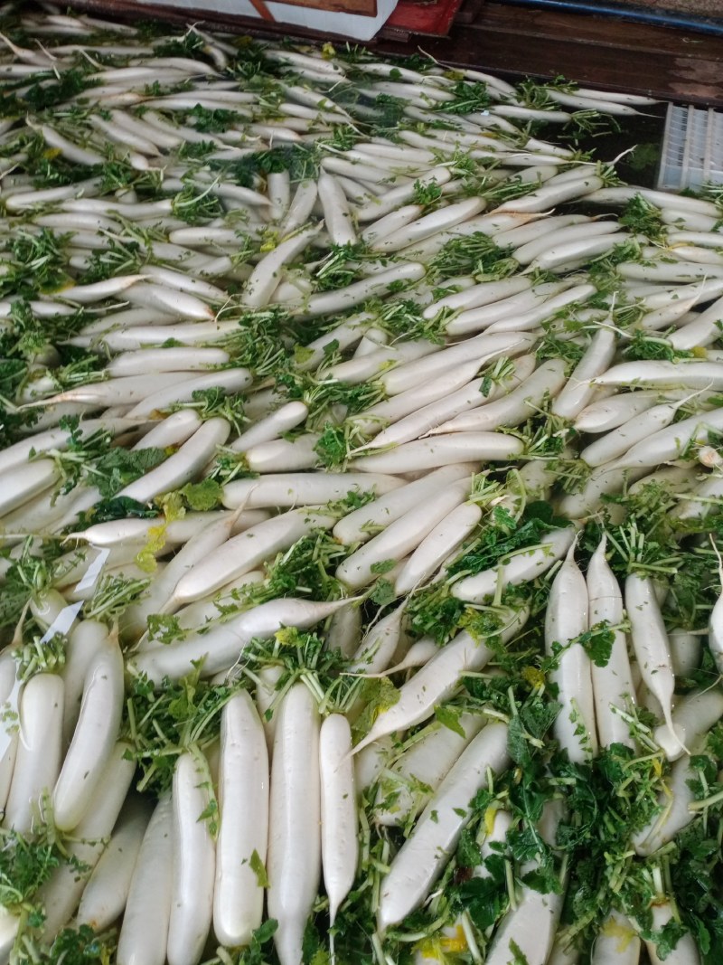 寻甸县白罗卜