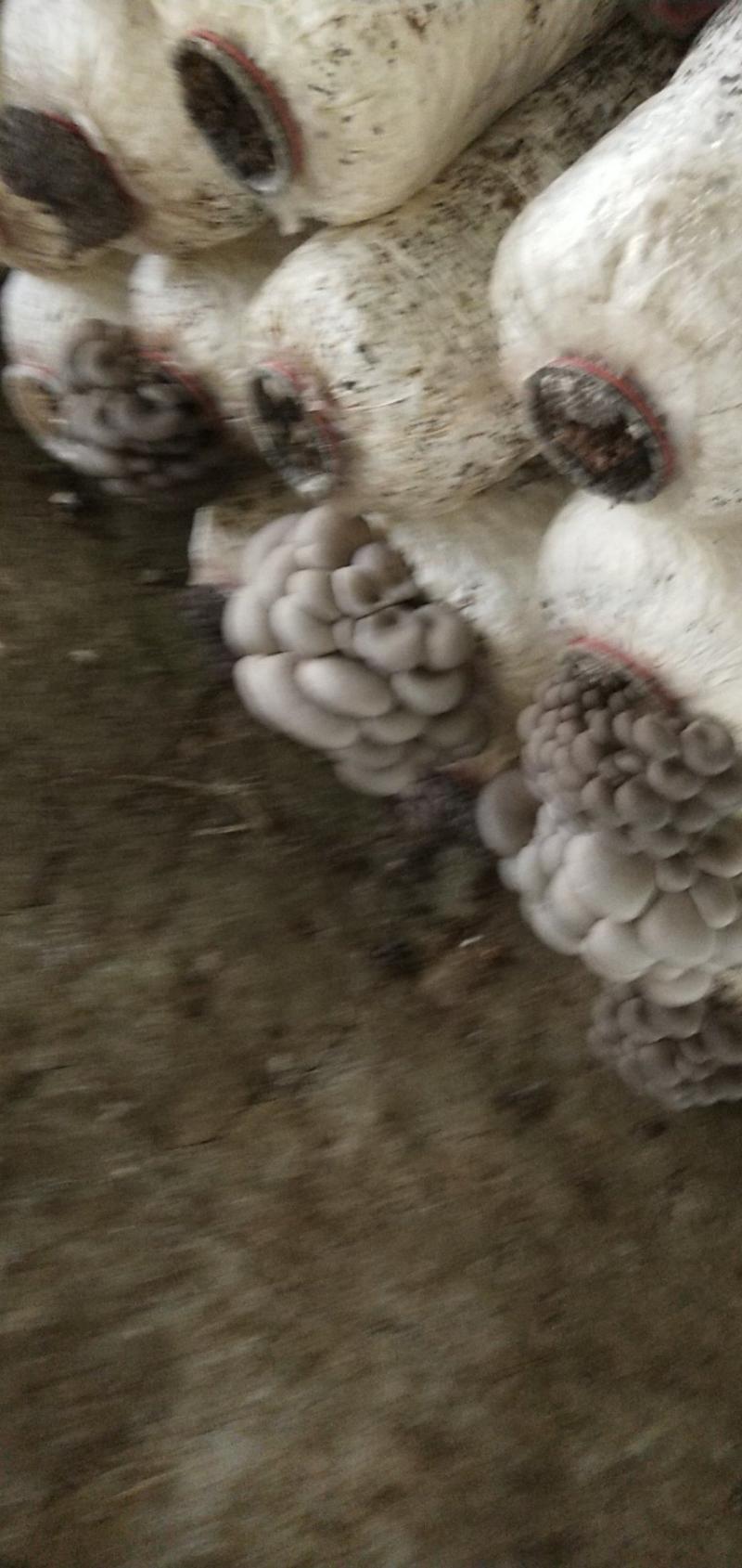 武汉蘑菇大量上市欢迎新老客户前来订购