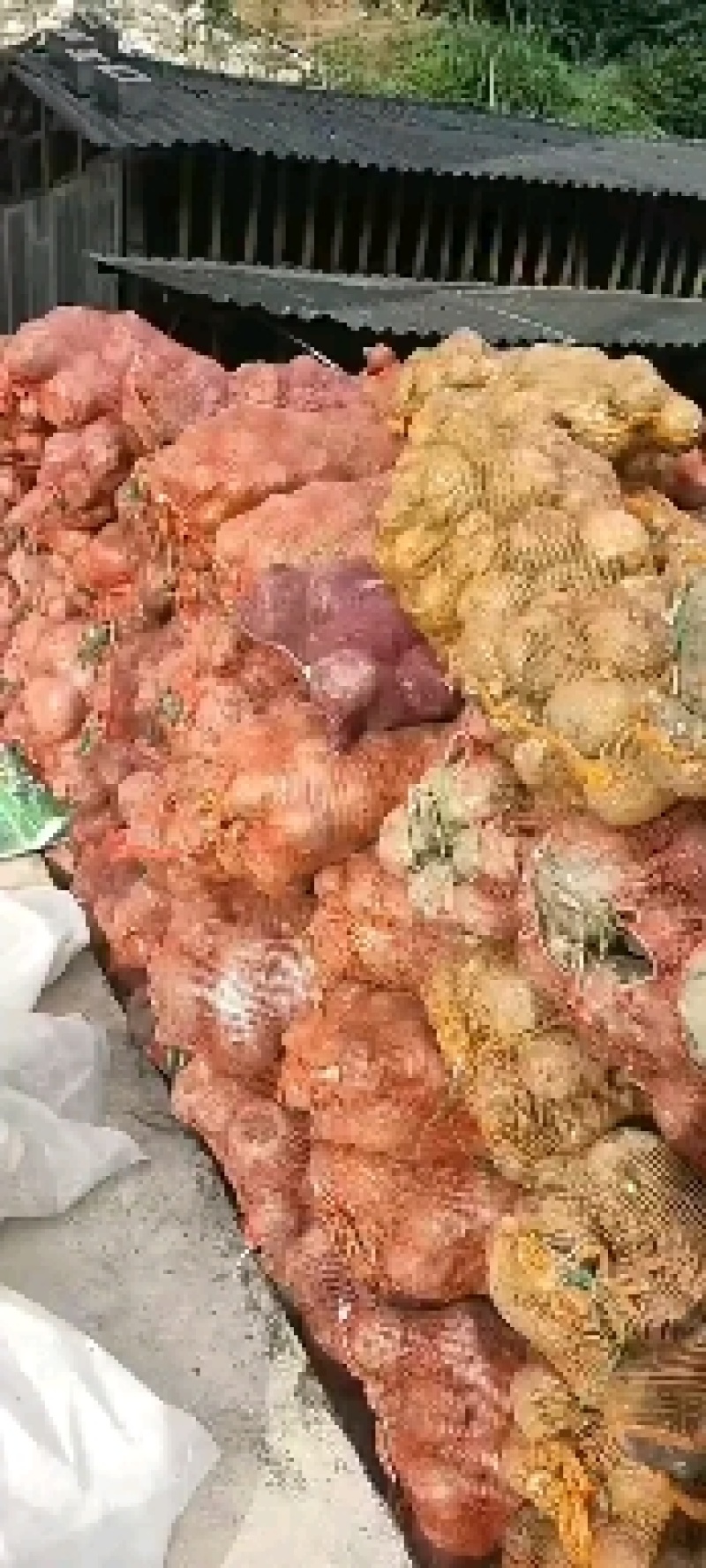 白魔芋