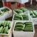 【牛商精品】绿油苦瓜一手货源，大量供应，产地直发