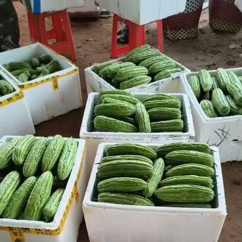 【牛商精品】绿油苦瓜一手货源，大量供应，产地直发