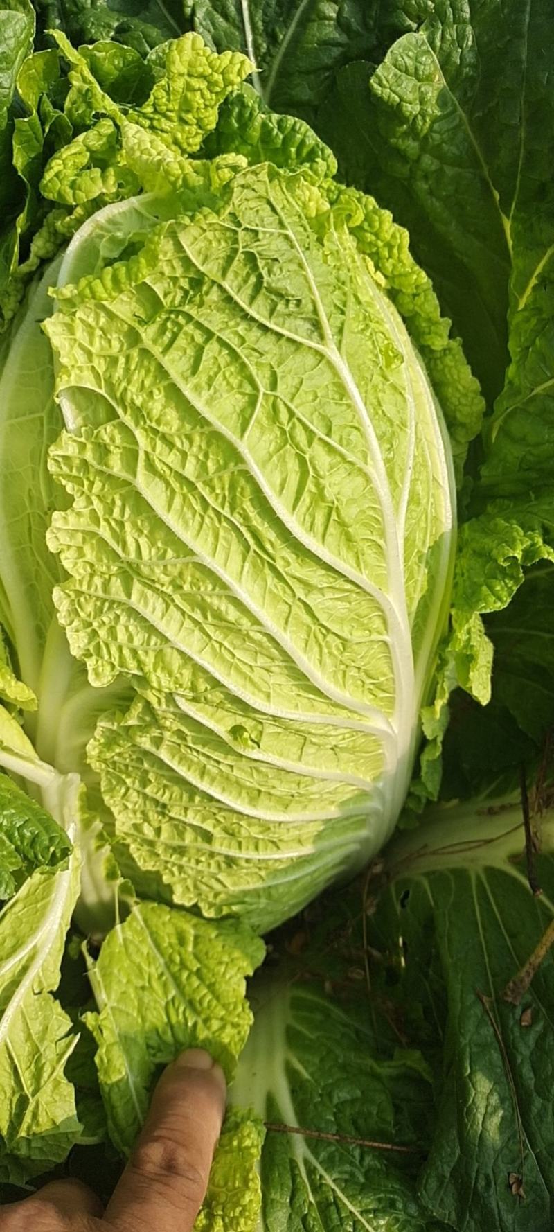 精品黄心大白菜大量上市中