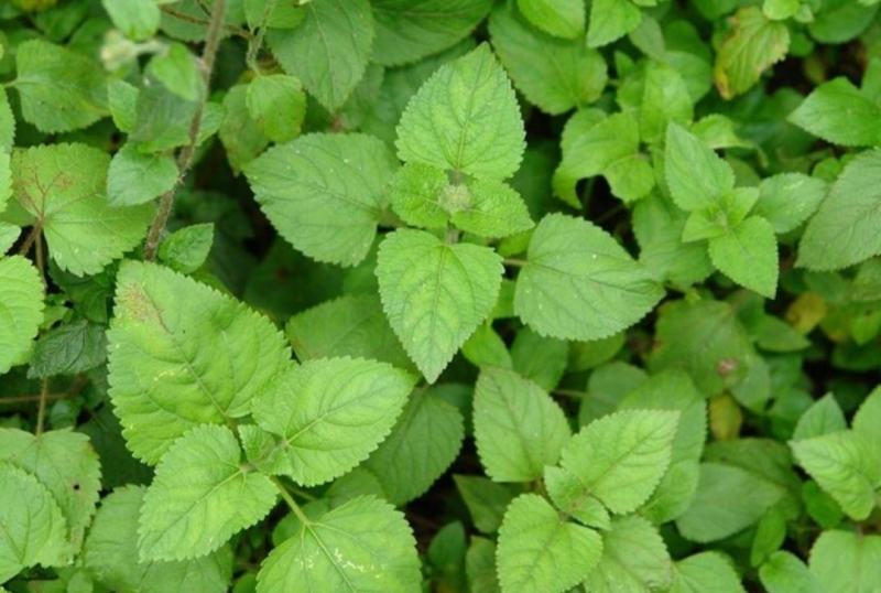 精品藿香苗批量出售专业种植基地成活率达98%