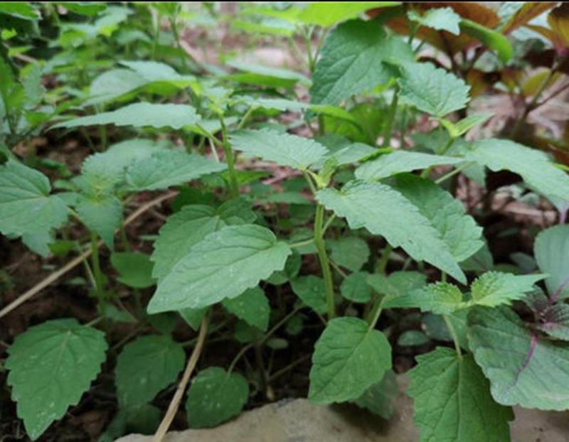 精品藿香苗批量出售专业种植基地成活率达98%