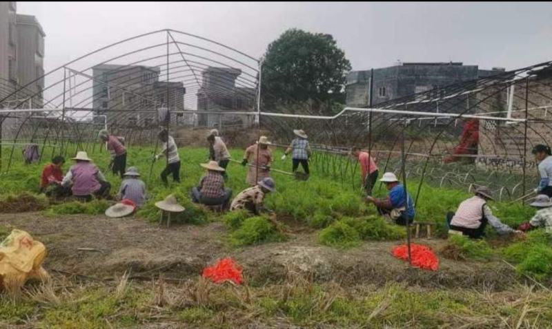 精品藿香苗批量出售专业种植基地成活率达98%