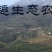 富硒雪梨无增甜激素无农药残留，大山里自然成熟！