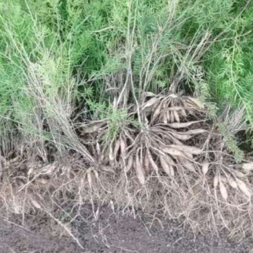 天冬种苗云南天冬苗供应中药材天冬苗种植基地