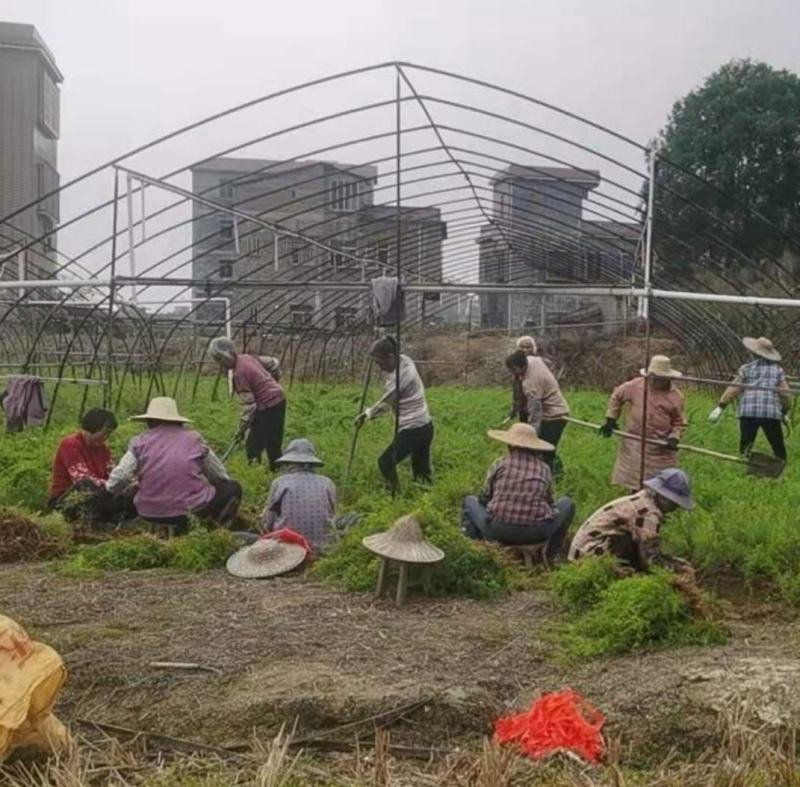 天冬种苗云南天冬苗供应中药材天冬苗种植基地