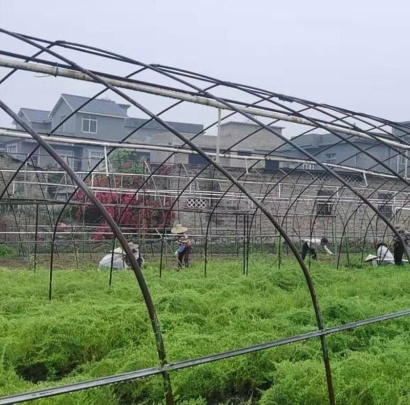 天冬种苗云南天冬苗供应中药材天冬苗种植基地