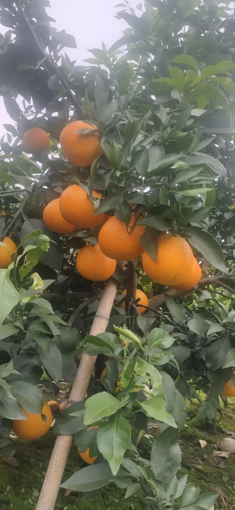 爱媛果冻橙果皮薄，口感纯甜！大人小孩都喜欢