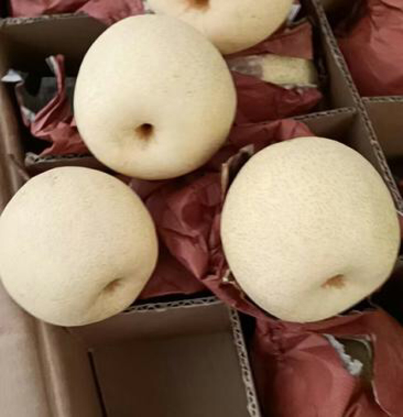 蒲城酥梨渣少核小甜度高