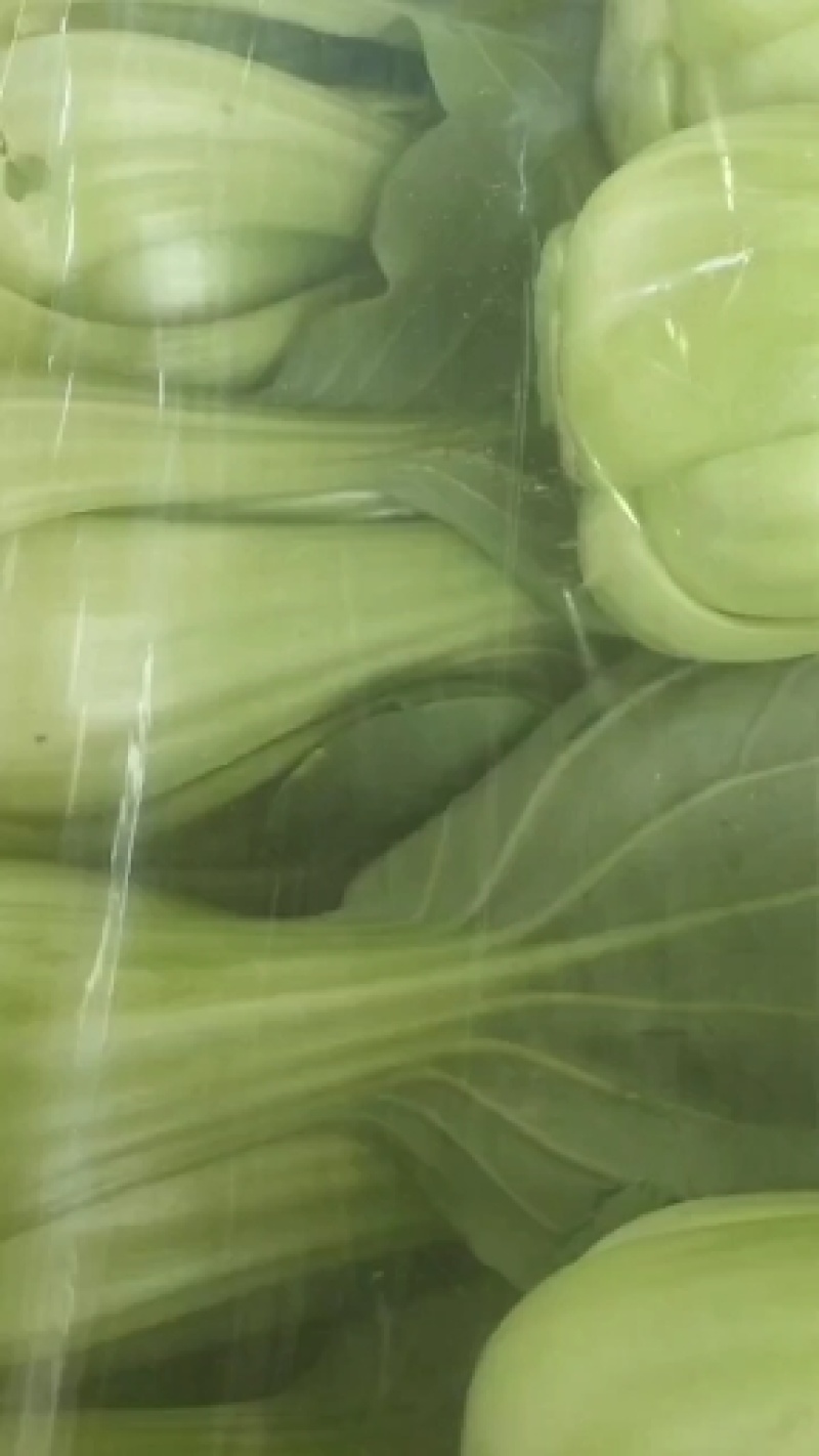 上海青