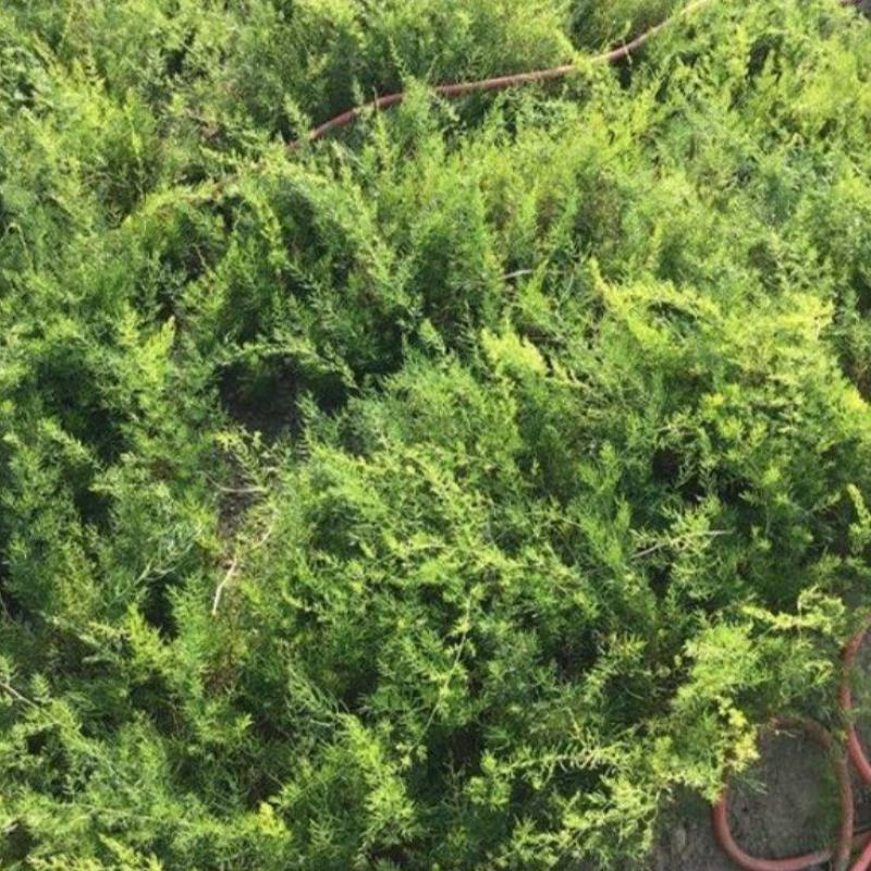 天冬种苗苗圃销售精心培育成活率98%基地可参观