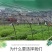 天冬种苗苗圃销售精心培育成活率98%基地可参观
