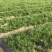 天冬种苗苗圃销售精心培育成活率98%基地可参观