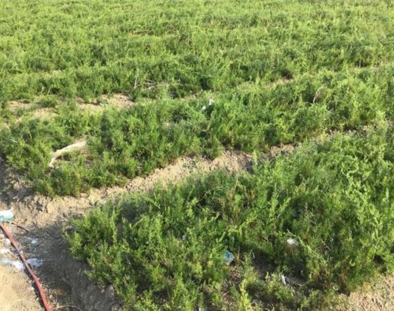 天冬种苗苗圃销售精心培育成活率98%基地可参观