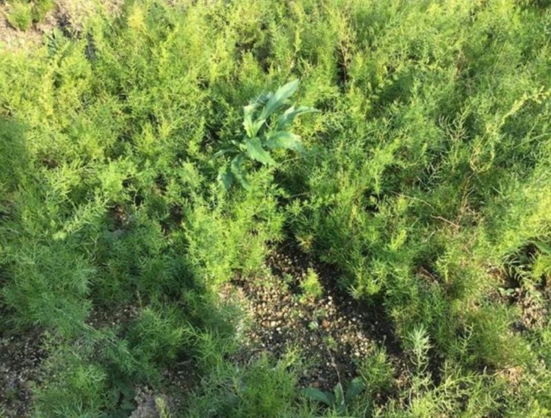天冬种苗苗圃销售精心培育成活率98%基地可参观