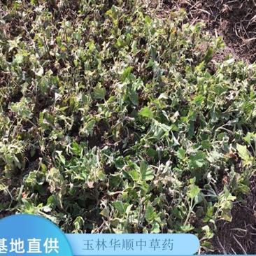 广藿香种苗基地现货出售精心培育免费提供种植技术指导