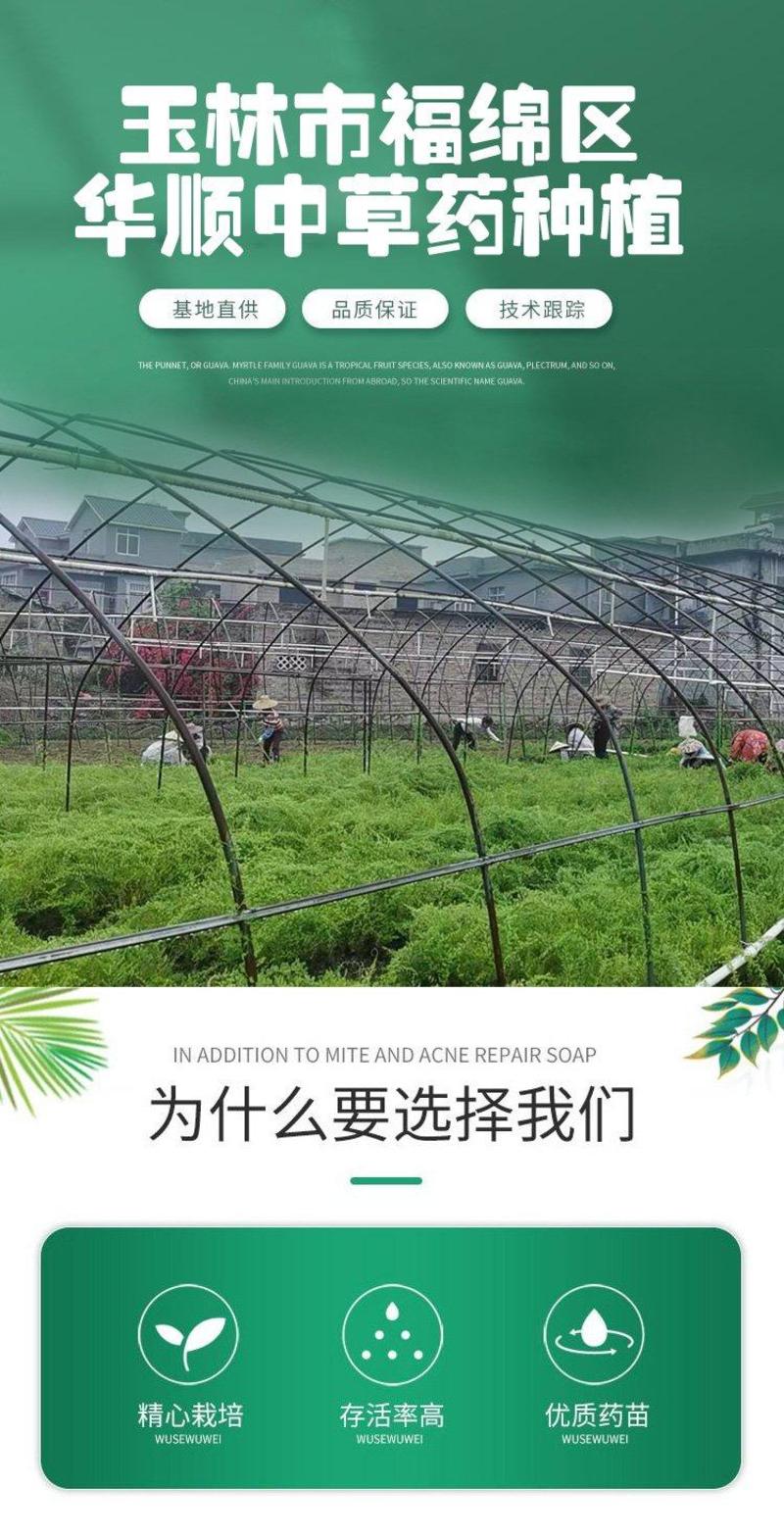 广藿香种苗基地现货出售精心培育免费提供种植技术指导