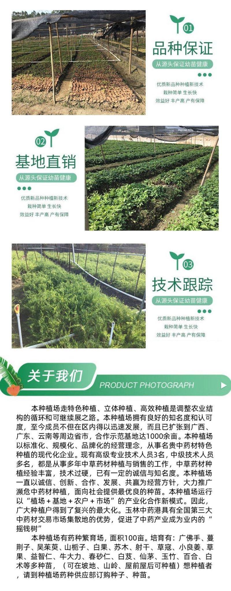 广藿香种苗基地现货出售精心培育免费提供种植技术指导