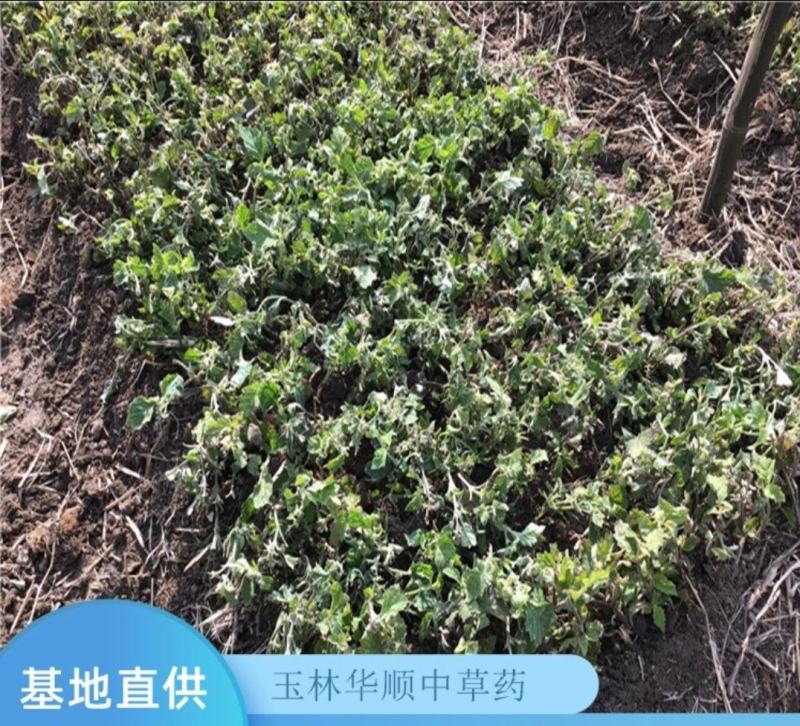 广藿香种苗基地现货出售精心培育免费提供种植技术指导