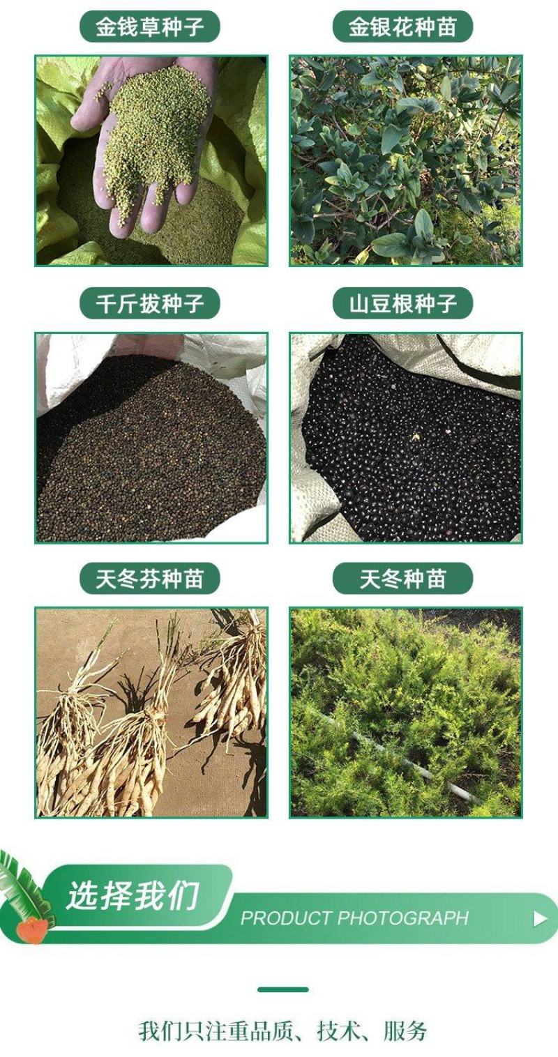 广藿香种苗基地现货出售精心培育免费提供种植技术指导