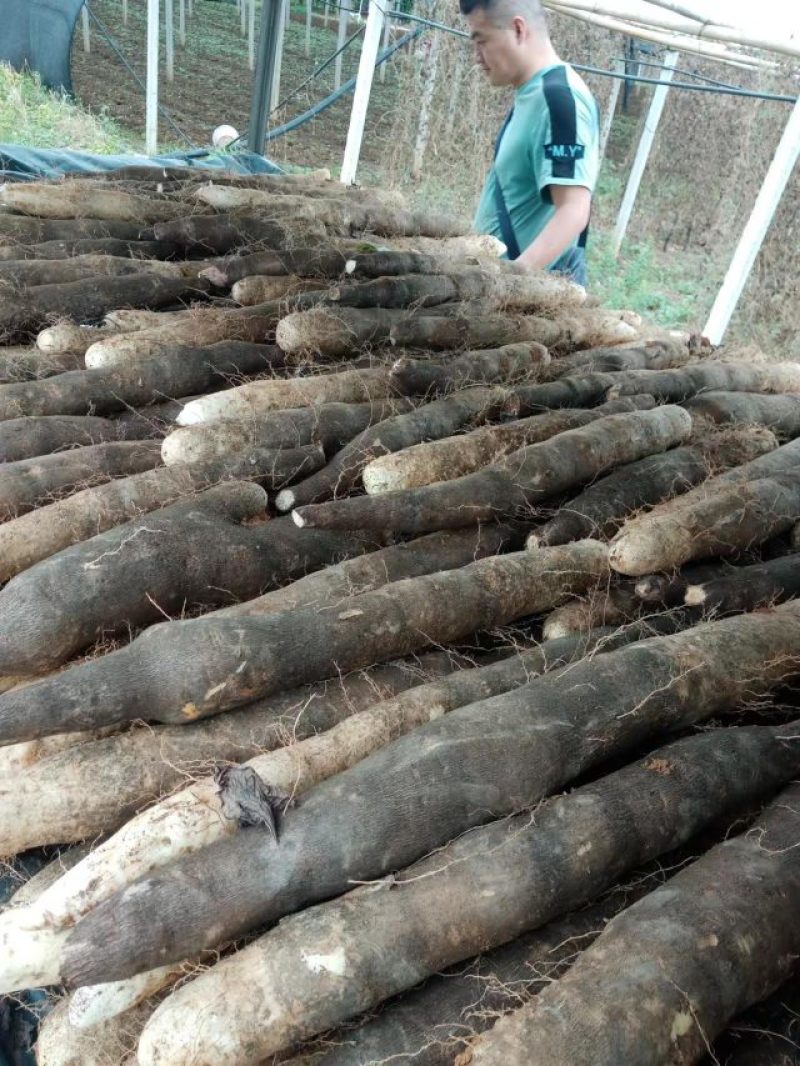 柳州黑鬼山药大量上市货源充足价钱便宜欢迎各地老板前来选购