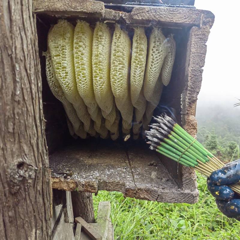 高山野生土蜂蜜