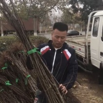 辽宁鸡心果树苗/鸡心果树苗供应保质保真保成活