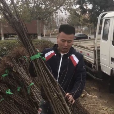 辽宁鸡心果树苗/鸡心果树苗供应保质保真保成活