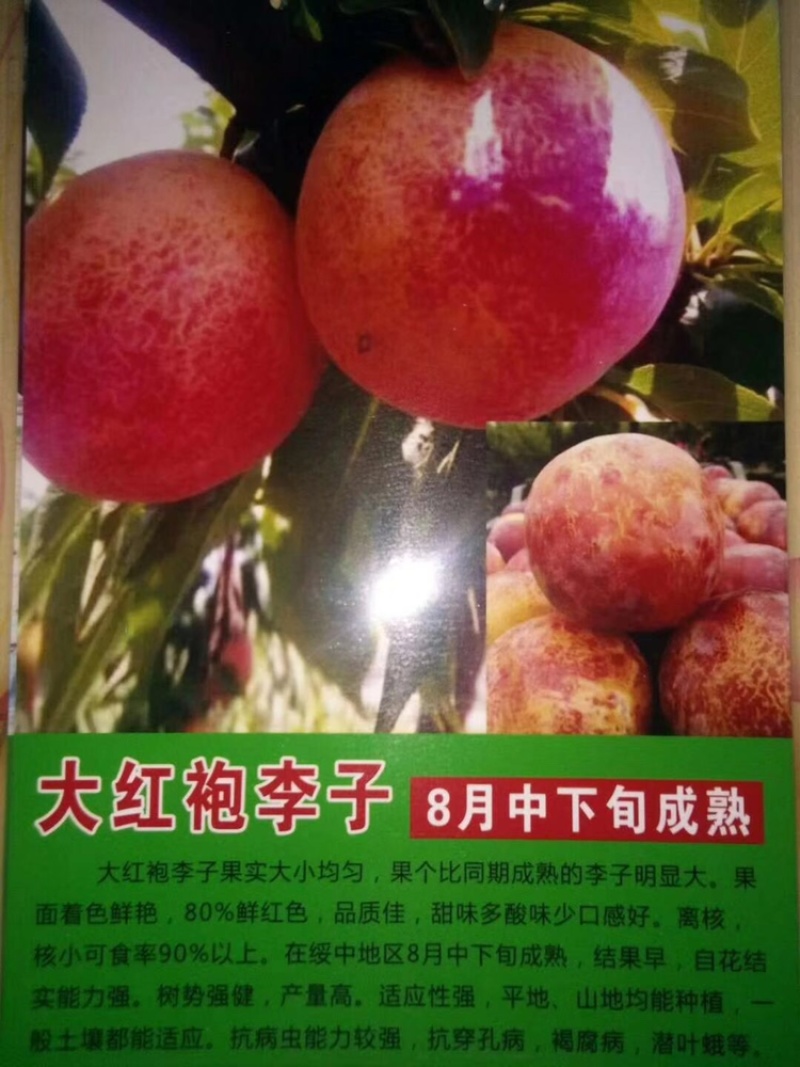 辽宁大袍李子树苗/大红袍李子苗供应保质保真保成活