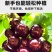果园直发智利车厘子大樱桃树苗科迪亚瑞吉娜桑提娜包品种成活