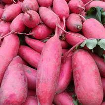 安徽大红袍萝卜，产地发货，品质保证，口感好，欢迎选购