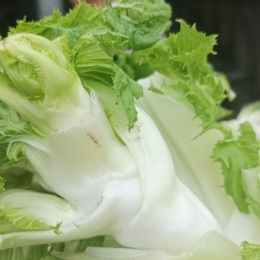 万亩儿菜基地菜大量有货价格便宜保质量