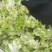 万亩儿菜基地菜大量有货价格便宜保质量