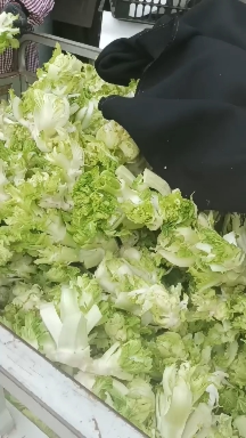 万亩儿菜基地菜大量有货价格便宜保质量