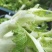 万亩儿菜基地菜大量有货价格便宜保质量