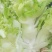 万亩儿菜基地菜大量有货价格便宜保质量