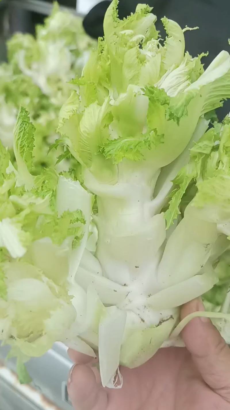 万亩儿菜基地菜大量有货价格便宜保质量