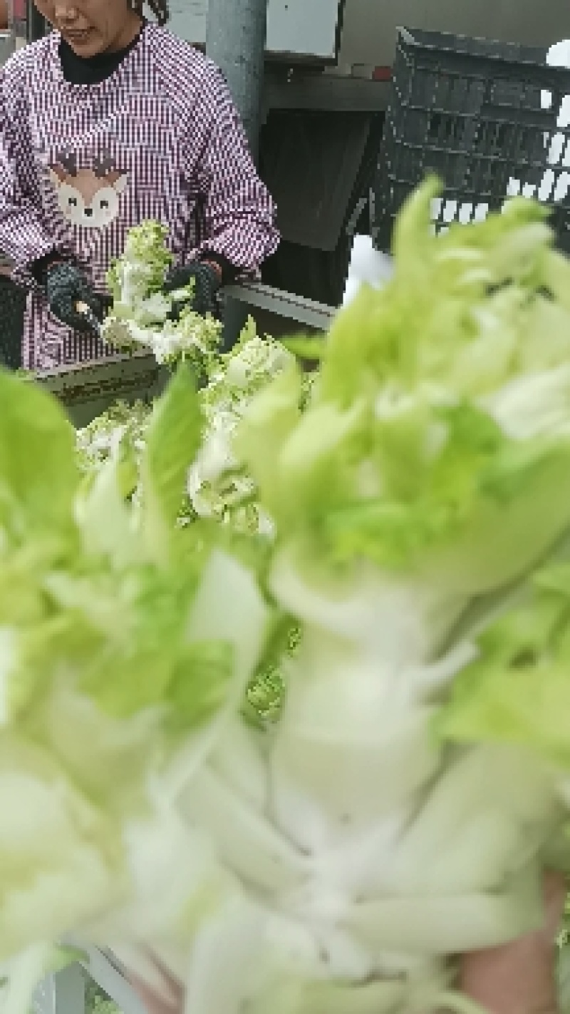 万亩儿菜基地菜大量有货价格便宜保质量