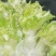 万亩儿菜基地菜大量有货价格便宜保质量