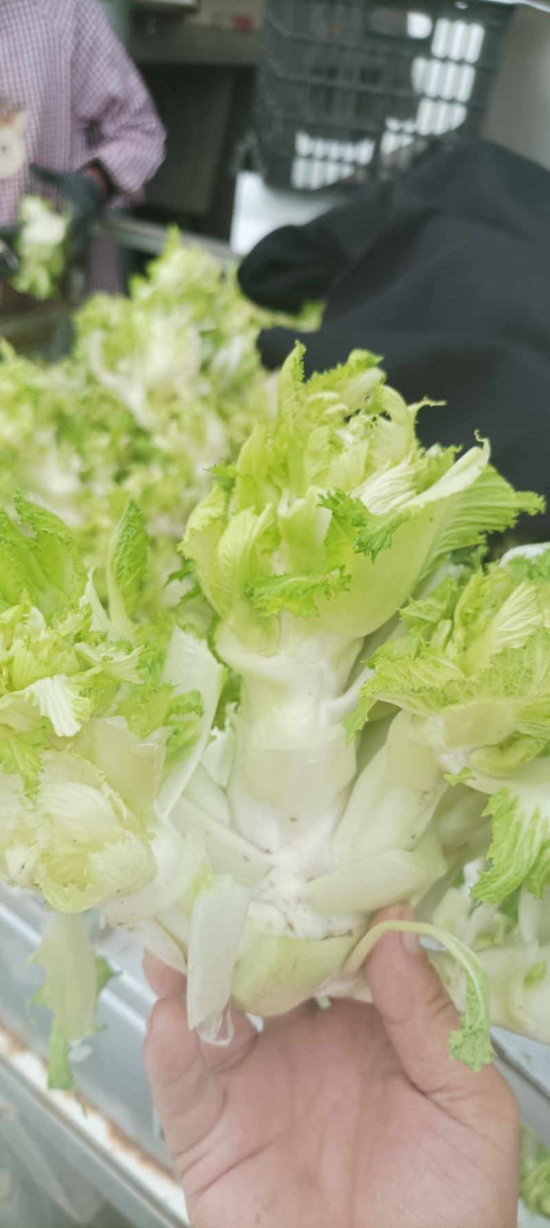 万亩儿菜基地菜大量有货价格便宜保质量