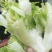 万亩儿菜基地菜大量有货价格便宜保质量