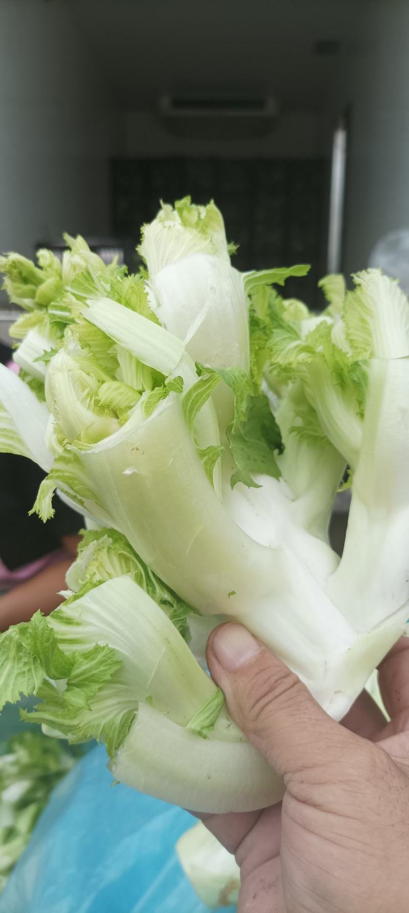 万亩儿菜基地菜大量有货价格便宜保质量